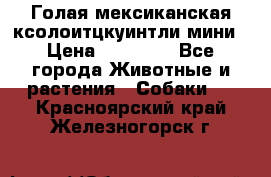 Голая мексиканская ксолоитцкуинтли мини › Цена ­ 20 000 - Все города Животные и растения » Собаки   . Красноярский край,Железногорск г.